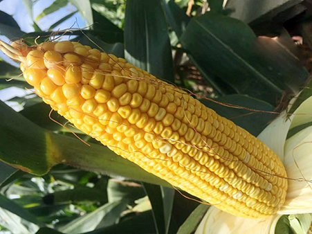 東(dōng)科(kē)338