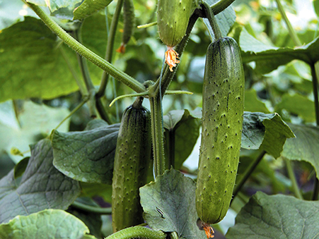 富友(yǒu)四季旱瓜