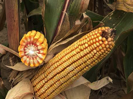 東(dōng)科(kē)909