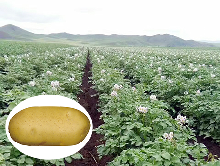 費(fèi)烏瑞它（806）