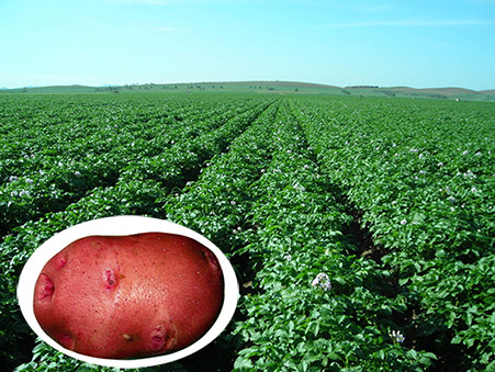 新大(dà)紅(hóng)