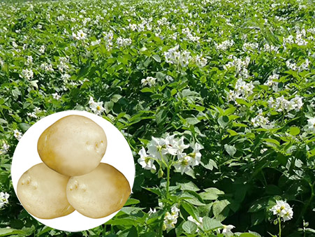 早大(dà)白(bái)