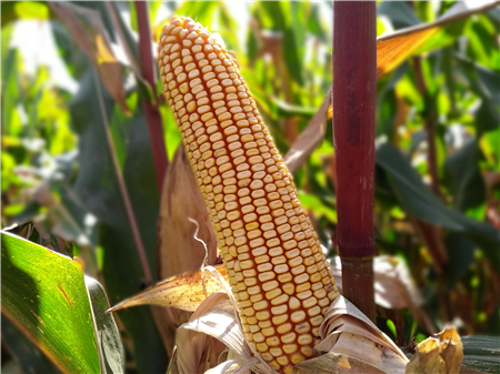 東(dōng)科(kē)007