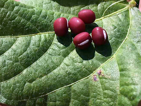 富友(yǒu)紅(hóng)日(rì)1号