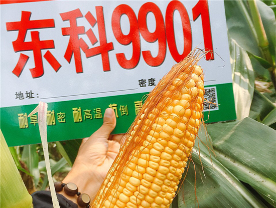 東(dōng)科(kē)9901