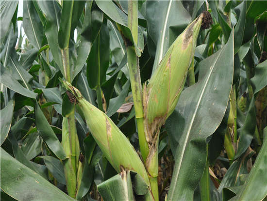 新東(dōng)單72熟期 (4).JPG