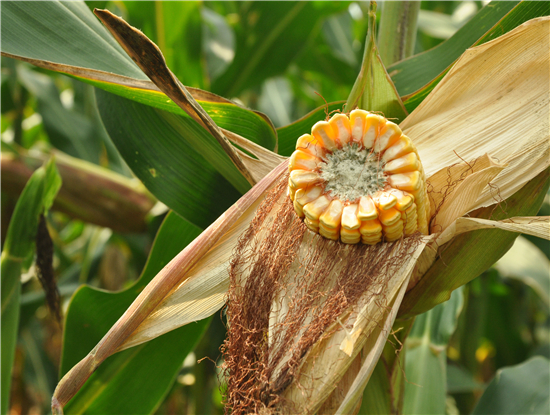 東(dōng)單308熟期 (1).JPG